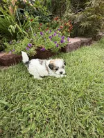 Garry, a male Shichon for sale in Tupelo, MS – 4 of 6