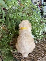 Jimmy, a male Cockapoo for sale in Tupelo, MS – 5 of 6