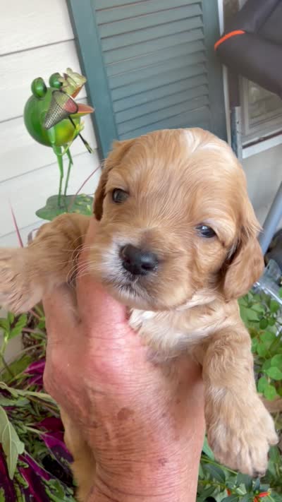 Jake , a male Cockapoo for sale in Tupelo, MS – 7 of 7