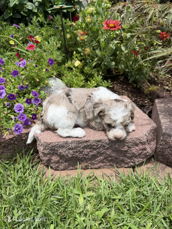 Motley  – Maltipoo puppy for sale in Tupelo, MS