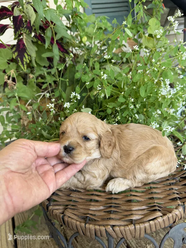 Sarah – Cockapoo puppy for sale in Tupelo, MS