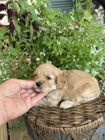 Sarah, a female Cockapoo for sale in Tupelo, MS – 1 of 7