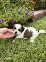 Betty, a female Shichon for sale in Tupelo, MS – 3 of 9