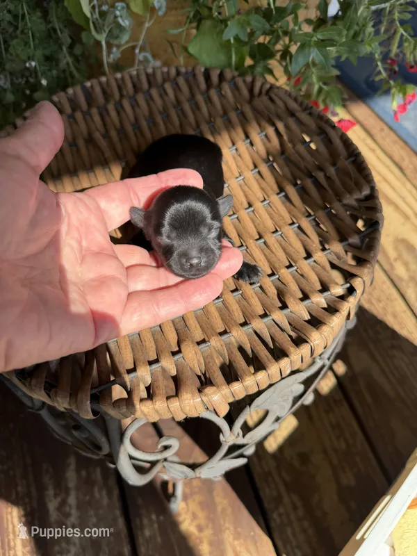 Loretta  – Maltipoo puppy for sale in Tupelo, MS