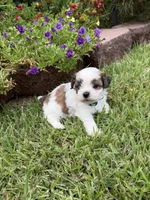 John Blue, a male Shichon for sale in Tupelo, MS – 4 of 5