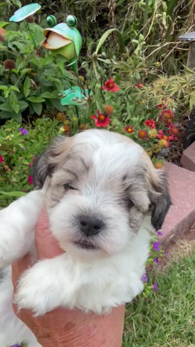 Garry, a male Shichon for sale in Tupelo, MS – 5 of 6