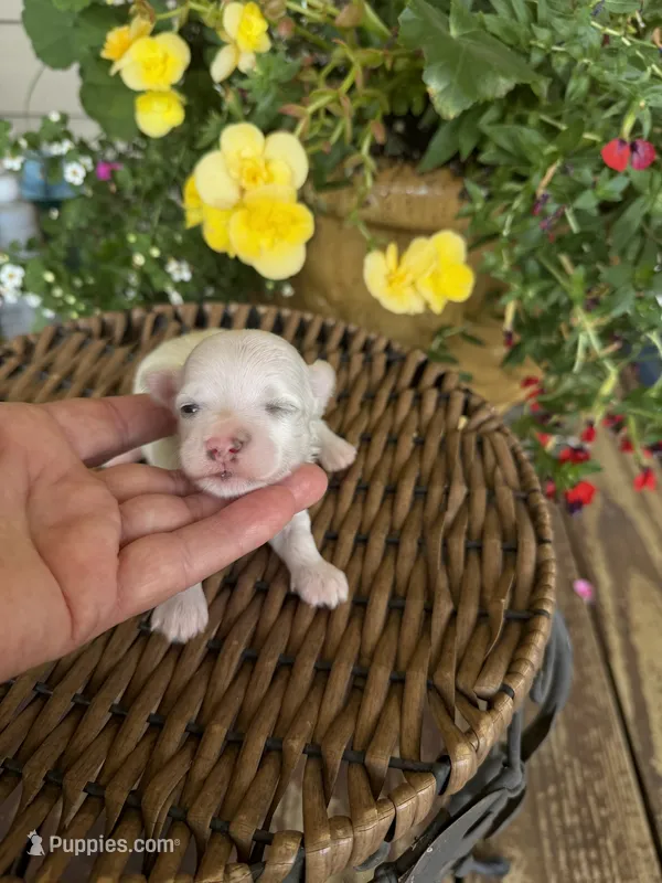 Sam – Maltese puppy for sale in Tupelo, MS