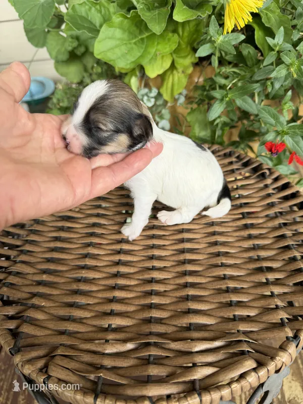 Adam – Maltipoo puppy for sale in Tupelo, MS