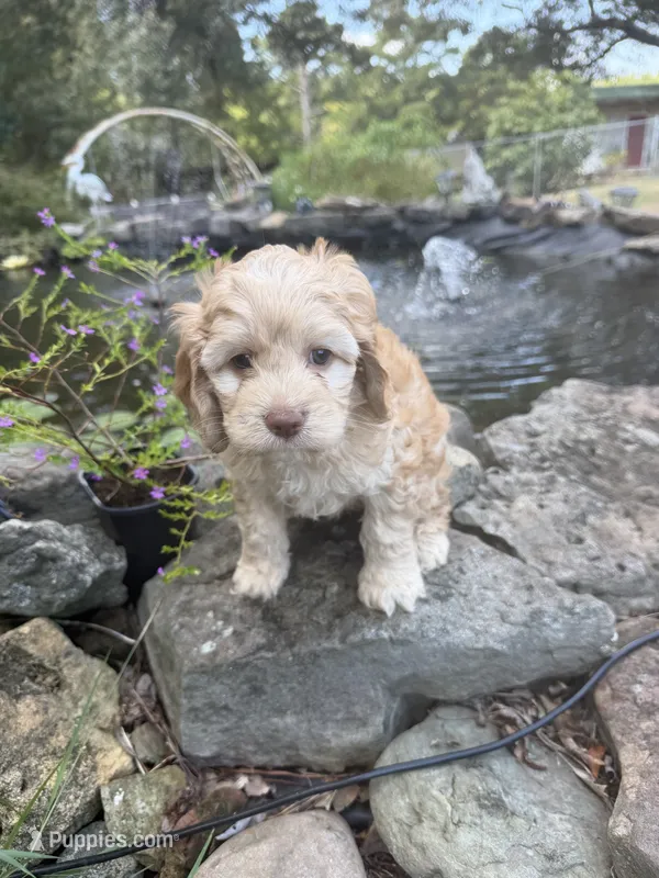 Carter – Cockapoo puppy for sale in Tupelo, MS