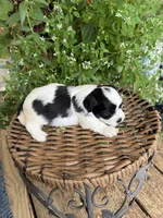 Mavis, a female Shichon for sale in Tupelo, MS – 2 of 7