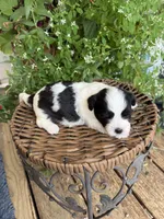 Mable, a female Shichon for sale in Tupelo, MS – 8 of 9