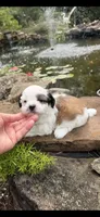 Beth, a female Shichon for sale in Tupelo, MS – 3 of 6