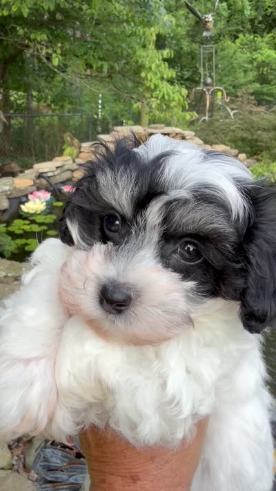 Lionel, a male Maltipoo for sale in Tupelo, MS – 7 of 7