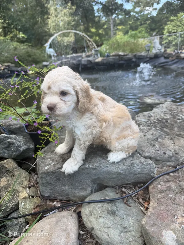 Jimmy – Cockapoo puppy for sale in Tupelo, MS