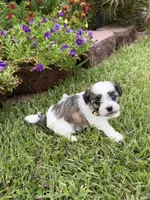 Tiny, a male Shichon for sale in Tupelo, MS – 4 of 6