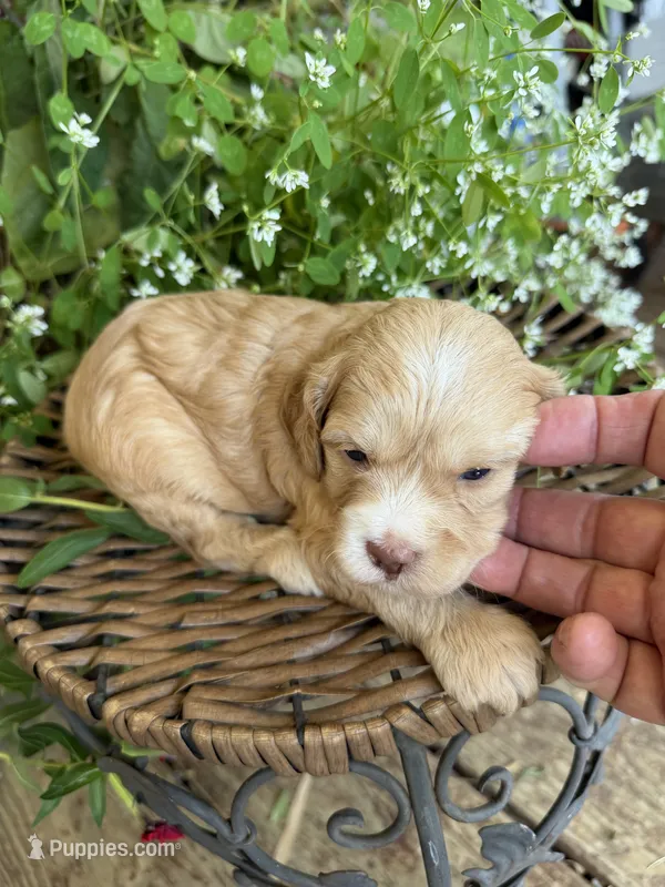 Walker – Cockapoo puppy for sale in Tupelo, MS