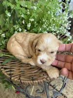 Walker, a male Cockapoo for sale in Tupelo, MS – 1 of 6