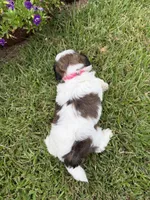 Betty, a female Shichon for sale in Tupelo, MS – 2 of 9