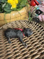 Josh, a male Poodle - Toy  for sale in Tupelo, MS – Photo 4 of 5