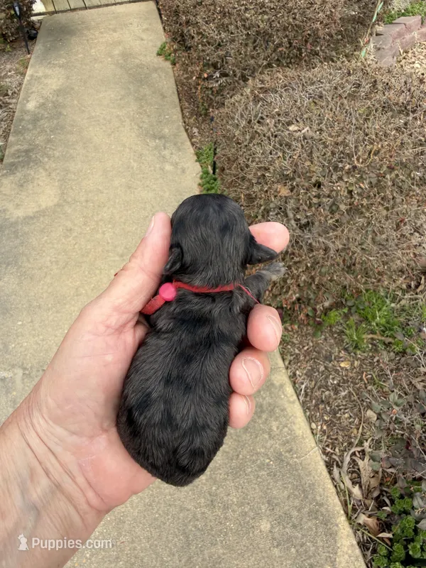 Josh – Poodle - Toy  puppy for sale in Tupelo, MS