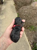 Josh, a male Poodle - Toy  for sale in Tupelo, MS – Photo 1 of 5