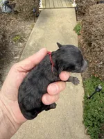Josh, a male Poodle - Toy  for sale in Tupelo, MS – Photo 3 of 5