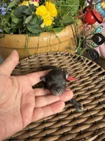 Josh, a male Poodle - Toy  for sale in Tupelo, MS – Photo 2 of 5