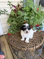 Lionel, a male Maltipoo for sale in Tupelo, MS – 5 of 7