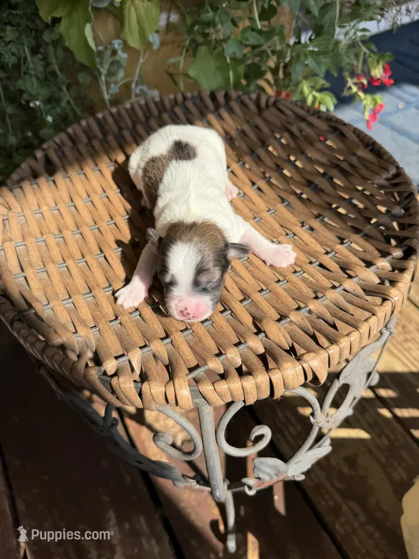 Adam – Maltipoo puppy for sale in Tupelo, MS