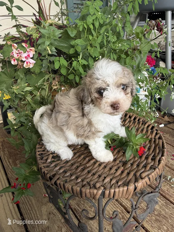 Motley  – Maltipoo puppy for sale in Tupelo, MS