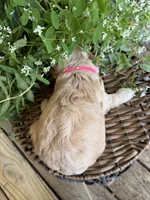 Tetter, a female Cockapoo for sale in Tupelo, MS – 5 of 7
