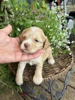 Walker, a male Cockapoo for sale in Tupelo, MS – 2 of 6