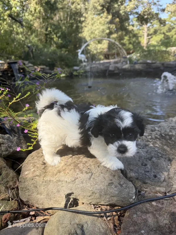 Ricky – Shichon puppy for sale in Tupelo, MS