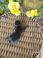 Loretta , a female Maltipoo for sale in Tupelo, MS – 2 of 4