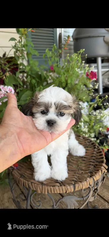 Loyd – Shichon puppy for sale in Tupelo, MS