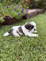 Betty, a female Shichon for sale in Tupelo, MS – 4 of 9