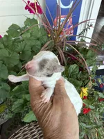 Rod, a male Maltipoo for sale in Tupelo, MS – 1 of 7