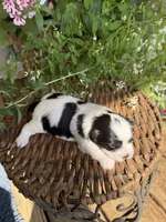 Mavis, a female Shichon for sale in Tupelo, MS – 7 of 7