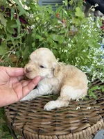 Jimmy, a male Cockapoo for sale in Tupelo, MS – 3 of 6