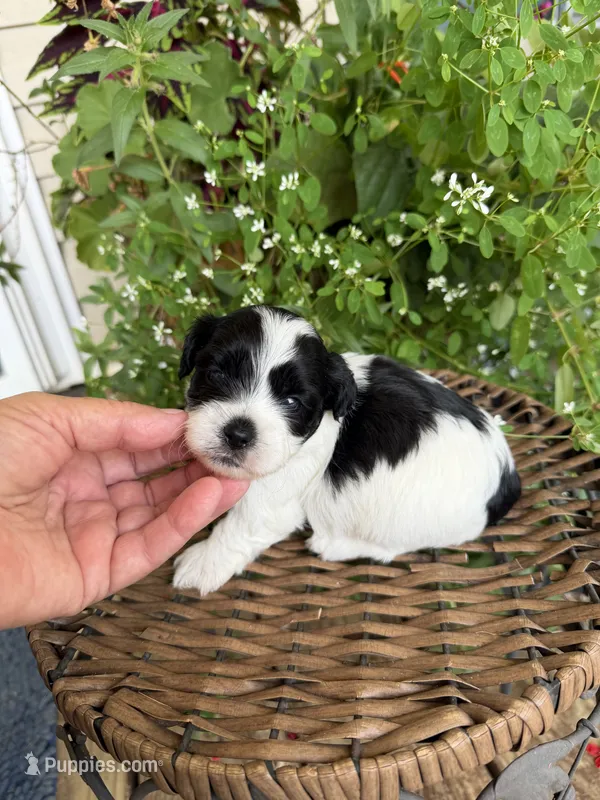 Mark – Shichon puppy for sale in Tupelo, MS