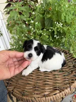 Mark, a male Shichon for sale in Tupelo, MS – 1 of 7