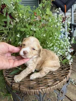 Walker, a male Cockapoo for sale in Tupelo, MS – 3 of 6