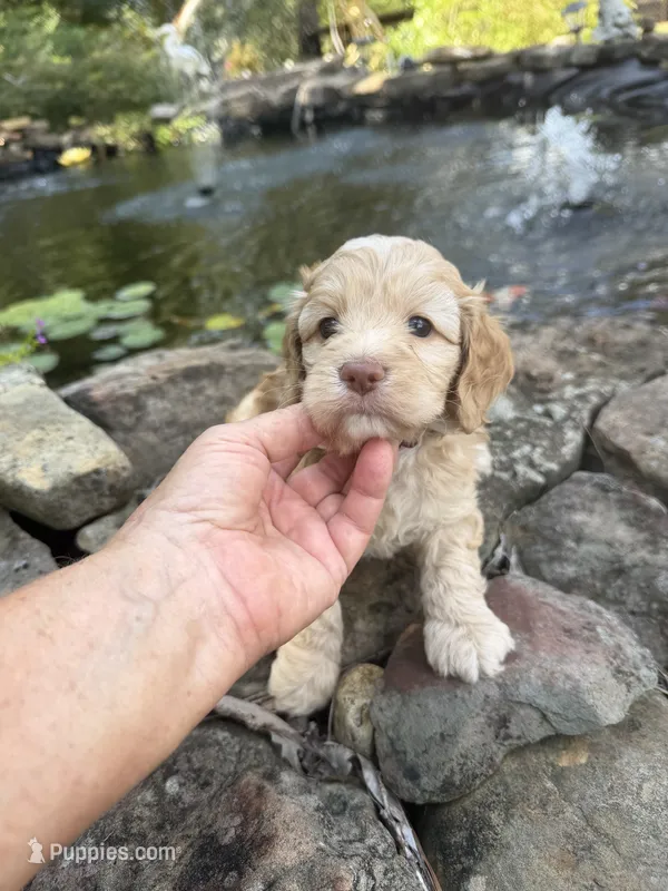 Carter – Cockapoo puppy for sale in Tupelo, MS