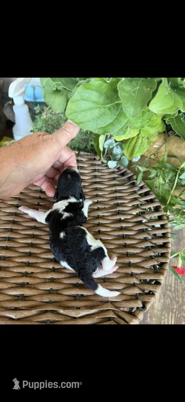 Ozzie – Maltipoo puppy for sale in Tupelo, MS