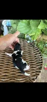 Ozzie, a male Maltipoo for sale in Tupelo, MS – 1 of 7