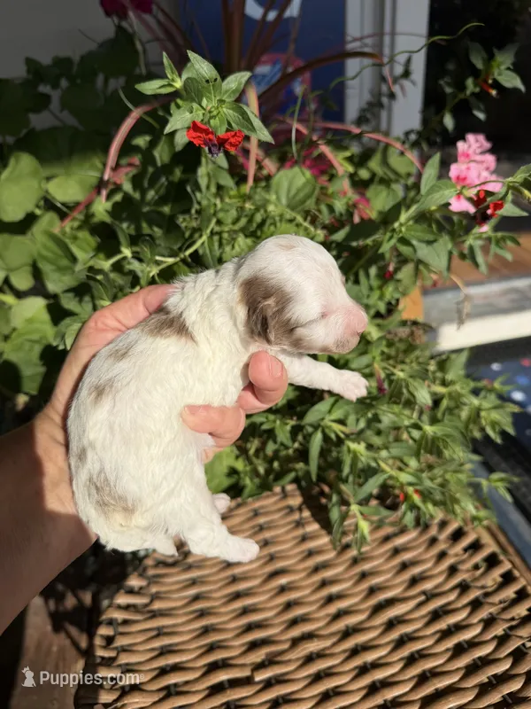 Rod – Maltipoo puppy for sale in Tupelo, MS
