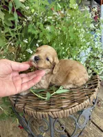 Jake , a male Cockapoo for sale in Tupelo, MS – 3 of 7