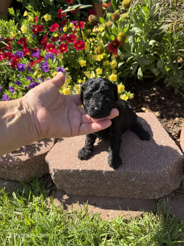 Clint – Maltipoo puppy for sale in Tupelo, MS