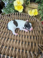 Adam, a male Maltipoo for sale in Tupelo, MS – 4 of 4
