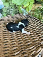 Ozzie, a male Maltipoo for sale in Tupelo, MS – 2 of 7